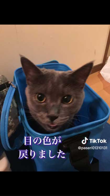 6年前に保護した子猫