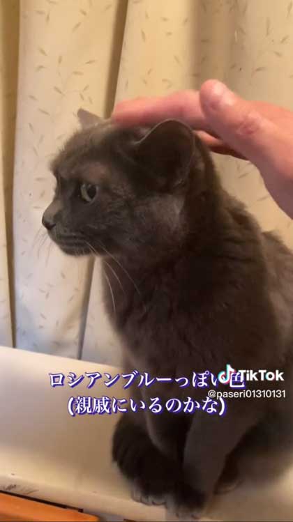 6年前に保護した子猫