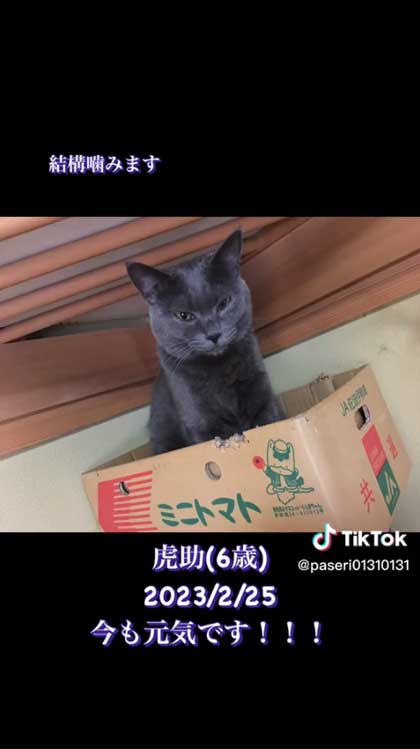 6年前に保護した子猫