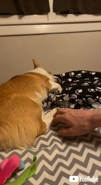 「Trice the Corgi Tongue Out Wake Up || ViralHog」