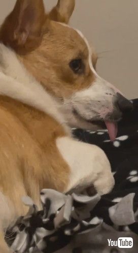 「Trice the Corgi Tongue Out Wake Up || ViralHog」