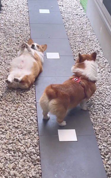 自由奔放な弟ワンコに戸惑う兄ワンコ