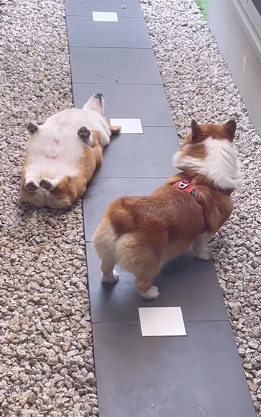 自由奔放な弟ワンコに戸惑う兄ワンコ