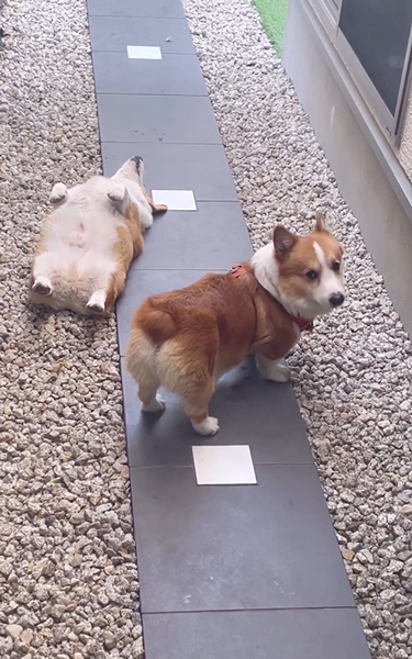 自由奔放な弟ワンコに戸惑う兄ワンコ