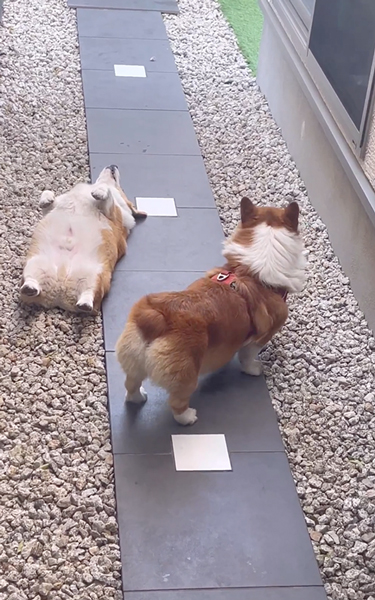 自由奔放な弟ワンコに戸惑う兄ワンコ