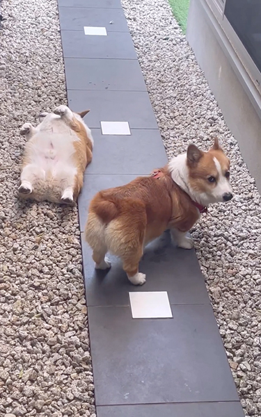 自由奔放な弟ワンコに戸惑う兄ワンコ