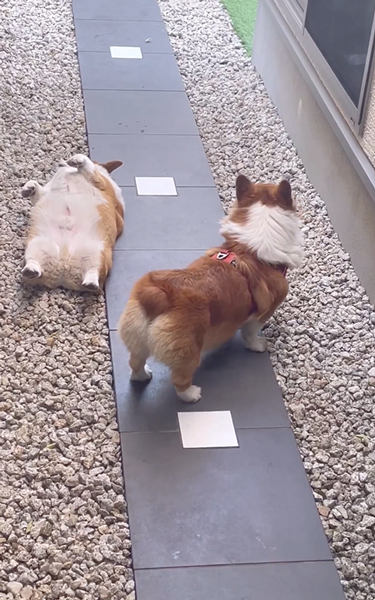 自由奔放な弟ワンコに戸惑う兄ワンコ