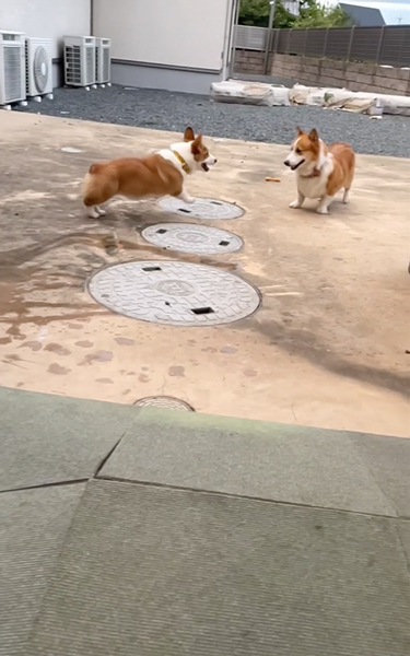 やんちゃすぎる弟