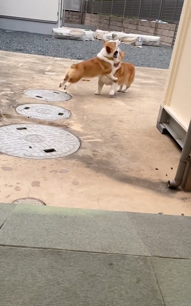 やんちゃすぎる弟