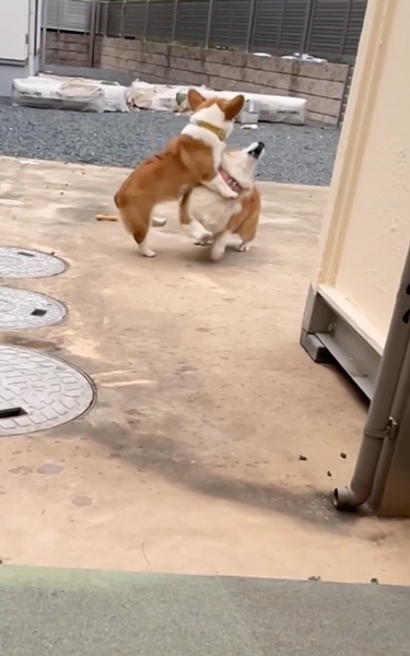 やんちゃすぎる弟