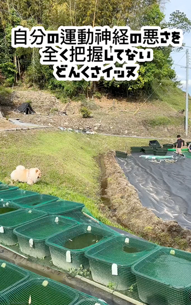 どんくさいワンコ