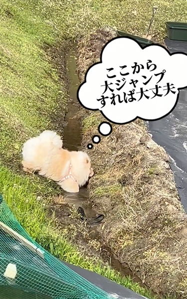 前足がはまったワンコ