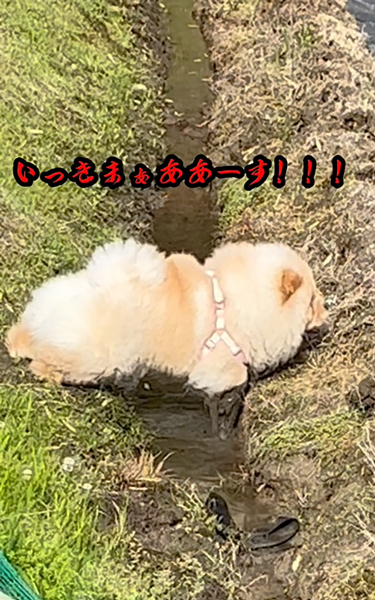 思い切るワンコ