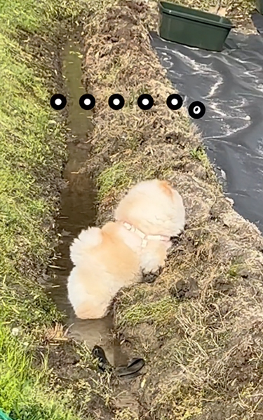 足入れ替えたワンコ