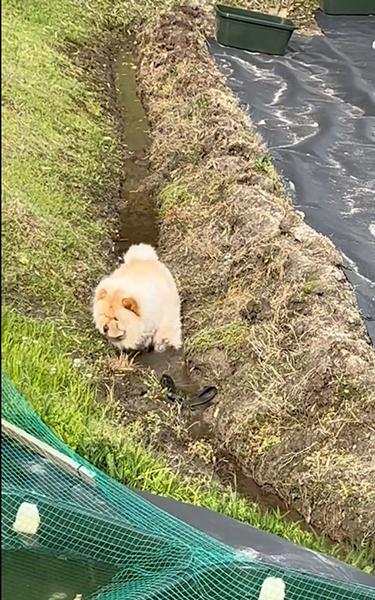 体を沈めるワンコ