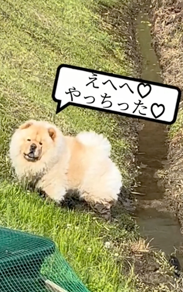 やってしまったワンコ