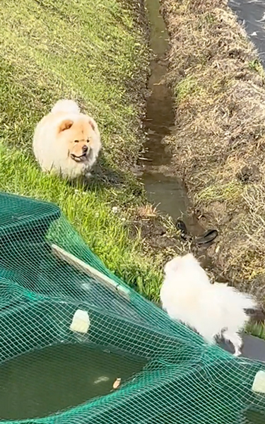 歩いて帰るワンコ