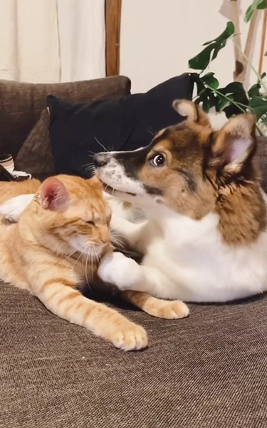 猫を取られたくないワンコ