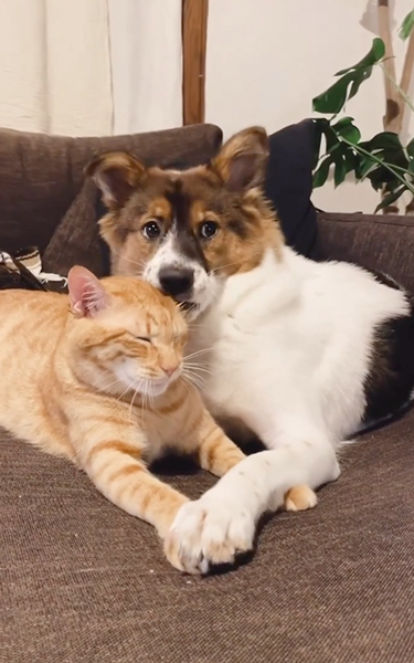 飼い主に気付いたワンコ