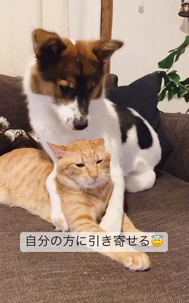 引き寄せるワンコ