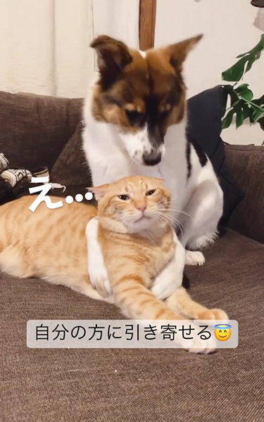 引き寄せられる猫