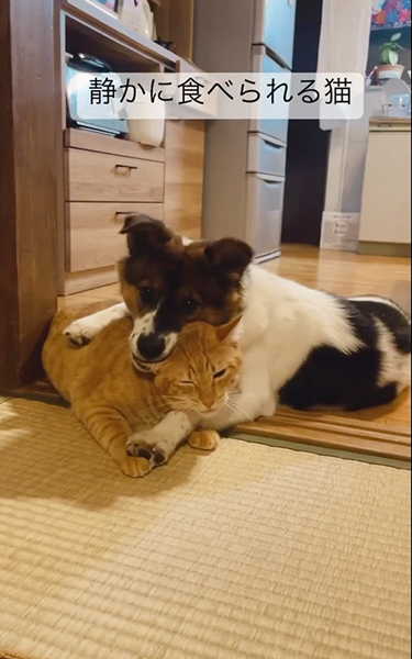 静かに食べられる猫