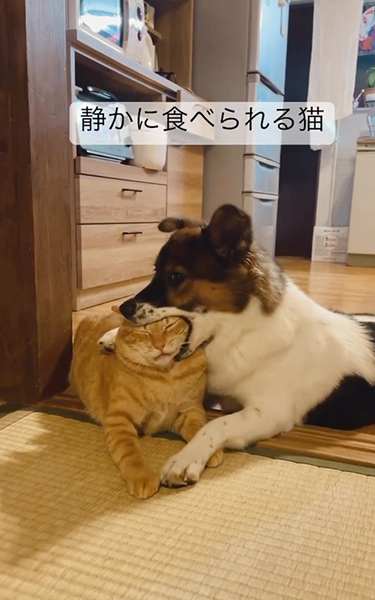 犬に食べられる猫