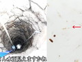 「ロマンある〜！」古井戸の水を抜いてみた→まさかの生物登場で102万再生！　まだまだ謎多き地下水生生物の世界