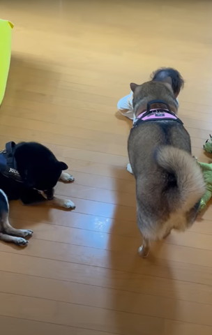 柴犬と赤ちゃん