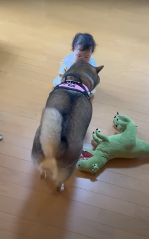 胡麻柴の後ろ姿と赤ちゃん