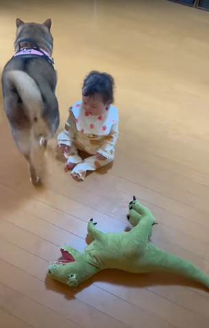 赤ちゃんの横を歩いていくワンコ