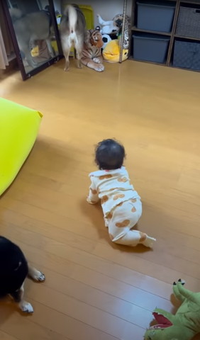 おもちゃ箱のぞくワンコ