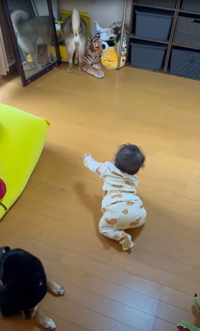 ワンコに手を伸ばす赤ちゃん