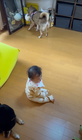 おもちゃをくわえるワンコ