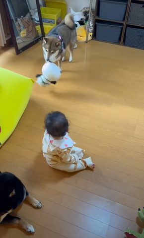 おもちゃくわえて歩いてくるワンコ