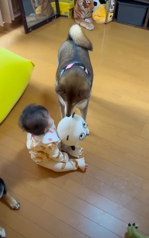 赤ちゃんにぬいぐるみさしだすワンコ