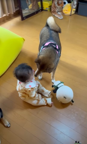 赤ちゃんの匂いをかぐワンコ