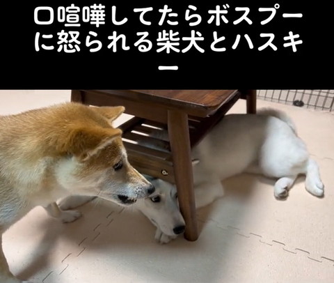 画面右側見る柴犬とハスキー
