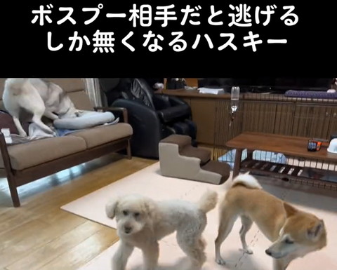 ソファに顔うずめるハスキー