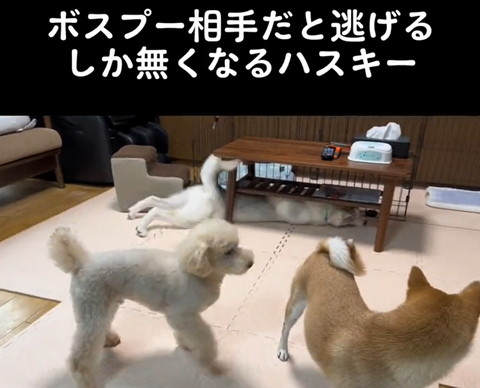 テーブルの下にハスキー