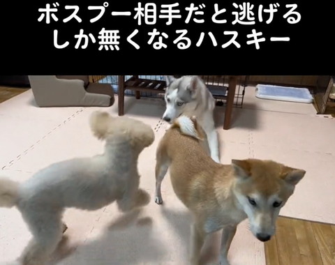 ハスキーの方に走っていくトイプー