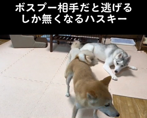 伏せしてるハスキー