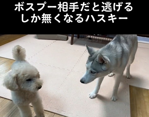 逃げ腰でトイプーを見るハスキー
