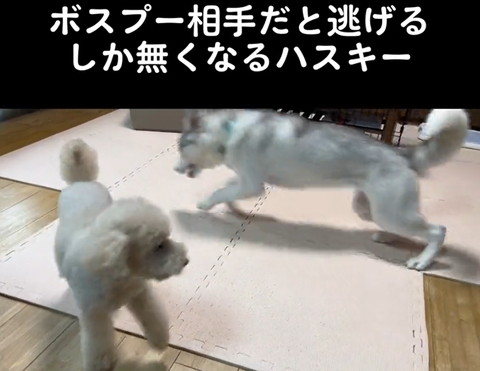 走るハスキー横から