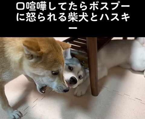 歯むき出しの柴犬とハスキー