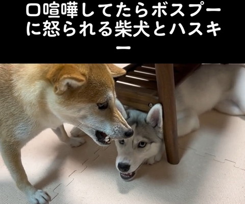 テーブルの下から柴犬を見るハスキー