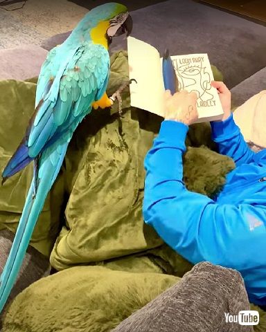 インコのしおり