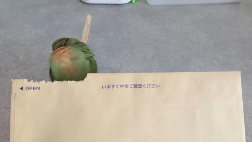 尾羽に紙をさすインコ