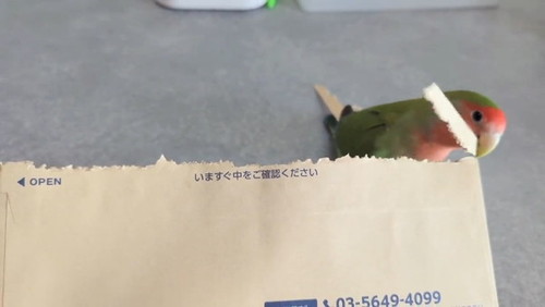 封筒を開けるインコ