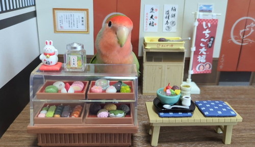 小物とインコ